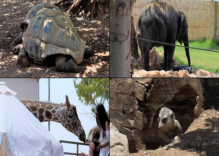 ヴィラ Coralia Gardens 1km From *